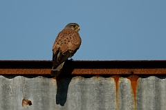 David Plant Photography - Wildlife Photography - Kestrel - E